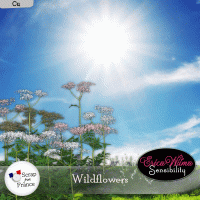 Wildflowers by ew